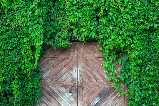 Rustic gate covered with greenery