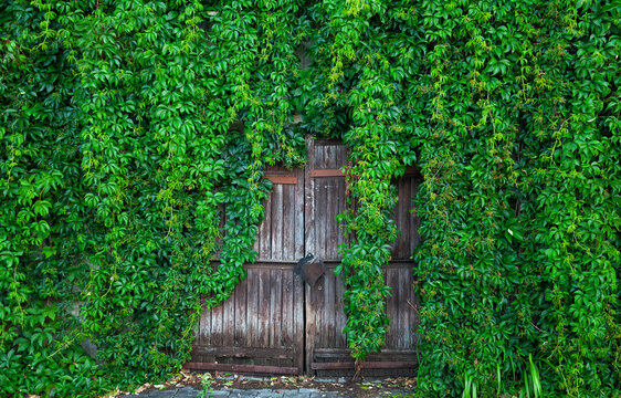 Rustic gate covered with greenery