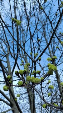 First green buds and flowers blooming on tree branches in spring
