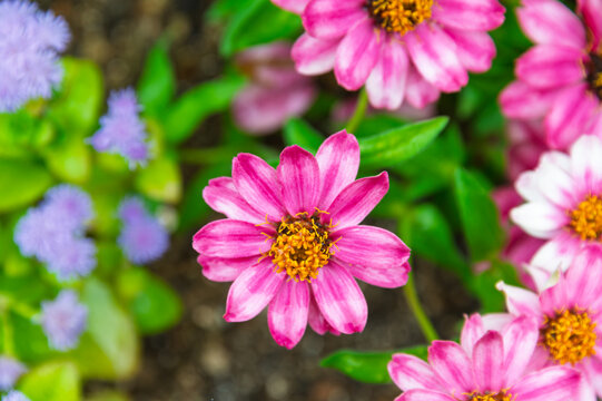 Vibrant Pink Zinnia and Purple Ageratum Flowers Blooming in Summer Garden Background