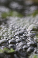 Fototapeta premium Close-up of water bubbles in a tranquil natural setting, with soft green foliage visible in the background. The image captures the dynamic texture of the water's surface