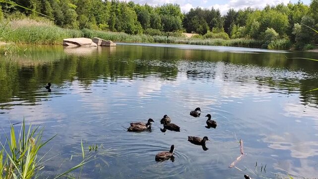 Static close-up shot of wild ducks swimming in a calm lake near the shore