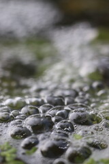 Close up of water bubbles in a stream. The bubbles are on the surface of the water with green aquatic plants below © Mateusz
