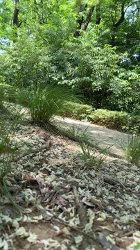 Forest grass and exposed roots with fallen blossoms under soft dappled summer light, vertical video