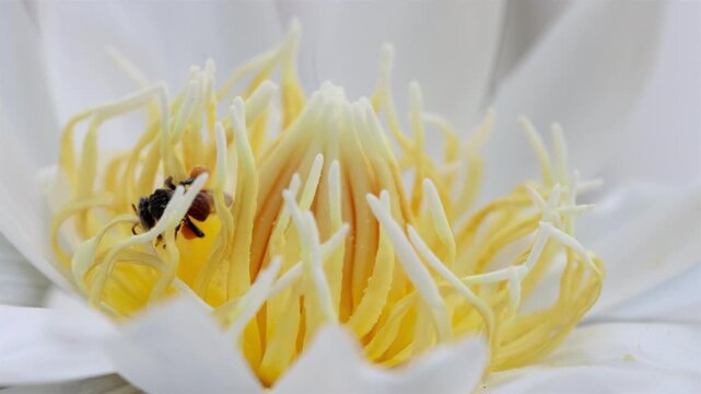 Macro close-up of a small stingless bee collecting pollen inside a white water lily flower in Thailand