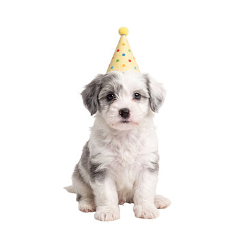 Cute fluffy puppy with party hat for birthday celebration transparent PNG cutout
