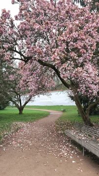 Pink magnolia tree blooming in a spring park pardubice