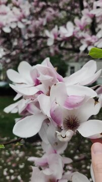 Hand gently touching blooming magnolia flowers pardubice