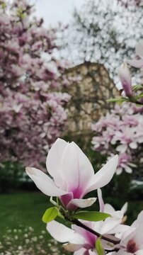 Pink magnolia flower blooming in a spring garden pardubice