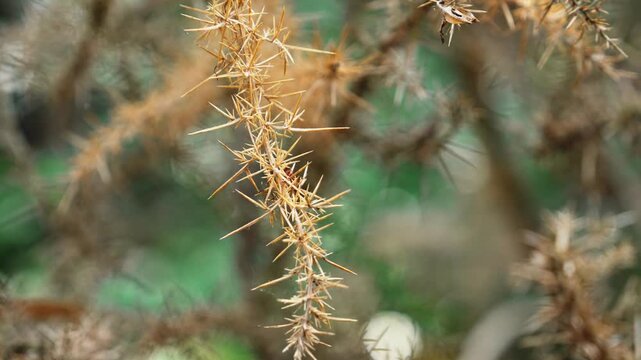 Dry sharp spines on Ulex europaeus branch in wild forest close up