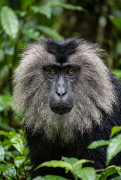 Endangered Lion-Tailed Macaque Portrait in Lush Tropical Rainforest, Rare Wildlife Conservation Image for Nature, Biodiversity and Environmental Campaigns