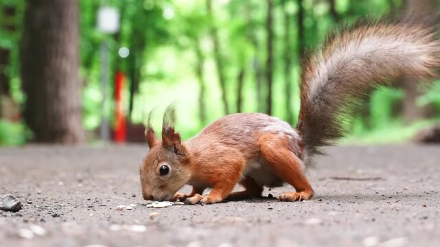 Two squirrels dynamic interaction in a park, competing for food on the ground, appearing and disappearing from the frame.