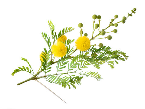 Vachellia farnesiana branch with yellow flowers isolated on white background