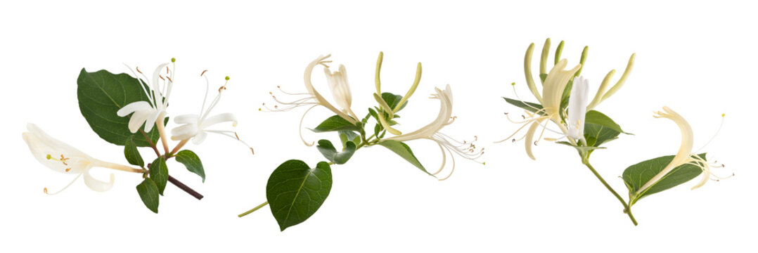 honeysuckle flowers group