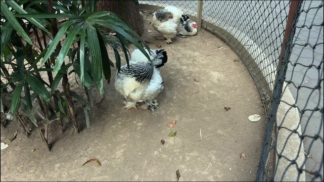 Fluffy Brahma chickens resting and preening inside a fenced enclosure. Domestic poultry in a natural farm environment, representing animal husbandry, sustainable farming, and backyard livestock care.