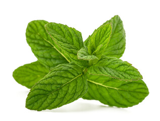Fresh Mint bunch Isolated on White Background © Scisetti Alfio