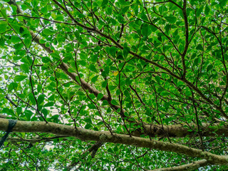Fototapeta premium A low-angle view of a dense canopy filled with vibrant green leaves and spreading branches.