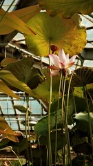 Fototapete Badezimmer Pink lotus flower blooming among large green leaves in greenhouse garden  © Kisandaya