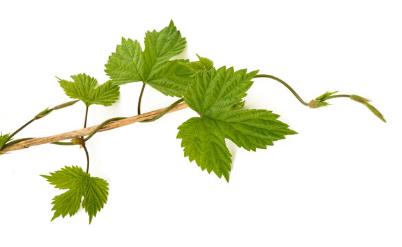 Young hop buds