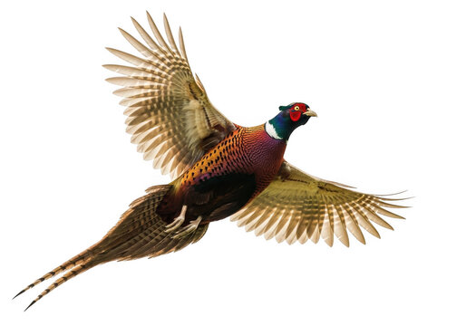 Common pheasant in flight isolated on transparent background for wildlife projects and print media design