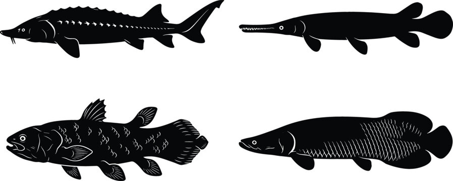 Ancient Prehistoric Fish Silhouette Vector Set Featuring Sturgeon, Alligator Gar, Coelacanth, and Arapaima Species for Fishing Logo, Aquarium Graphics, and Marine Biology Education
