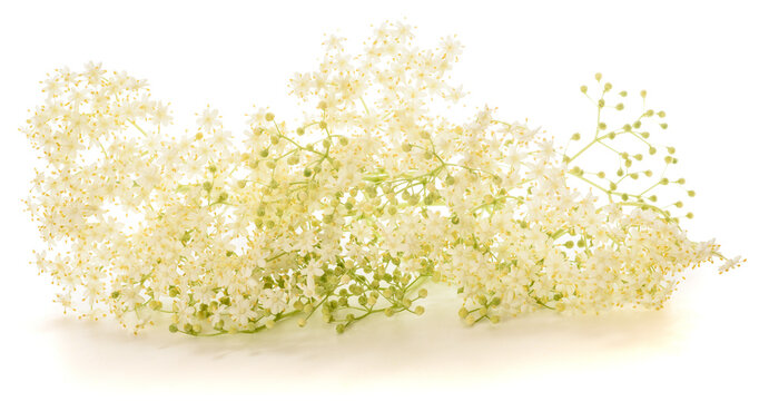 Elderberry flowers