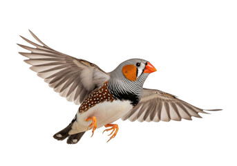 Fototapeta premium Flying zebra finch bird isolated on transparent background for nature, education, web, and print media