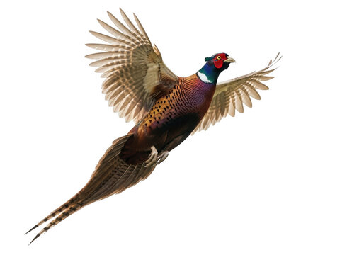 Ring-necked male pheasant flying isolated on transparent background, perfect for wildlife branding, posters, and educational materials