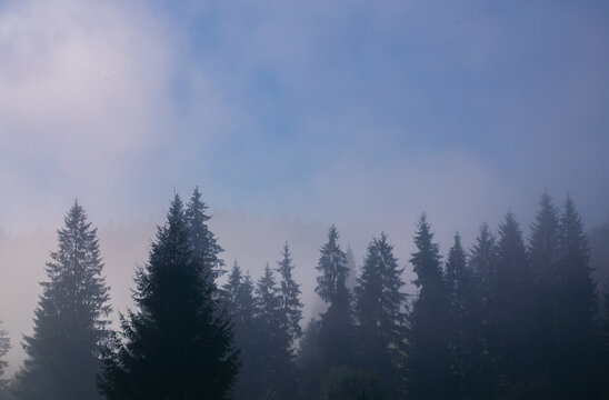 Misty coniferous forest with dark silhouettes of fir and spruce trees fading into dense fog. Atmospheric woodland landscape with soft blue-gray tones, morning mist and plenty of copy space.