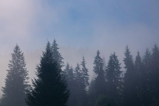 Misty coniferous forest with dark silhouettes of fir and spruce trees fading into dense fog. Atmospheric woodland landscape with soft blue-gray tones, morning mist and plenty of copy space.