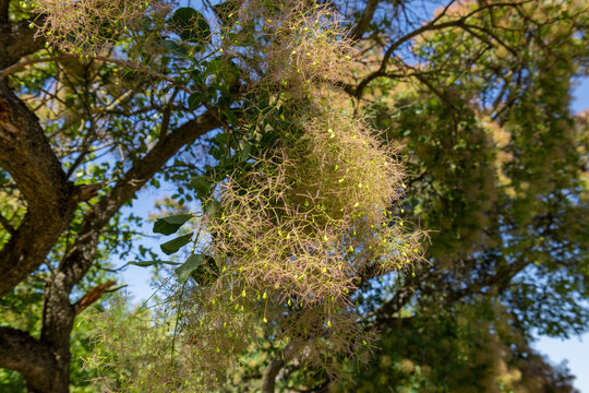 smoke tree branches with fluffy seed heads in the park

