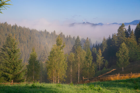 Scenic mountain valley covered with lush green coniferous and deciduous forest, with soft morning mist and low clouds between distant mountain ridges. Peaceful natural landscape in warm sunlight.