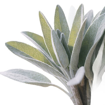 A fresh bundle of sage leaves isolated on a transparent PNG background, soft silvery-green foliage with fuzzy texture