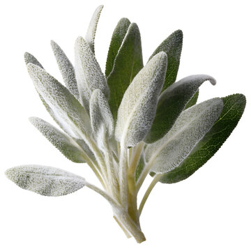 A fresh bundle of sage leaves isolated on a transparent PNG background, soft silvery-green foliage with fuzzy texture