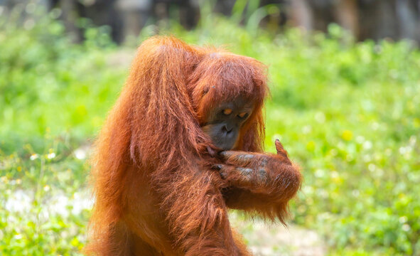 A close-up of an orangutan. A wild primate against a jungle backdrop. The intelligent ape, with its distinctive reddish fur, is raising awareness for wildlife conservation.