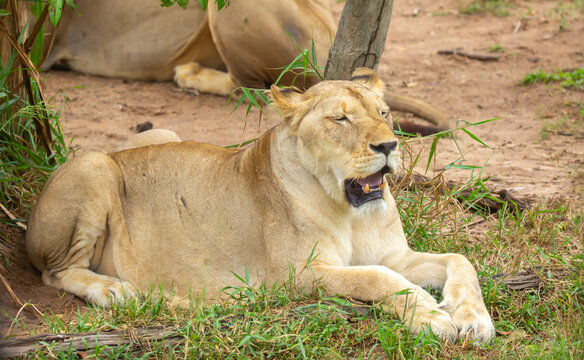 A close-up of a lioness against a backdrop of green grass. A majestic African lioness rests and observes the jungle. Powerful African wild animals in their natural habitat.