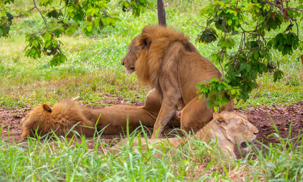 A close-up of a lion and lioness against a backdrop of green grass. A majestic pair of African lions rest and observe the jungle. These mighty African wild animals are in their natural habitat.