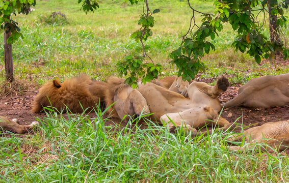 A close-up of a lion and lioness against a backdrop of green grass. A majestic pair of African lions rest and observe the jungle. These mighty African wild animals are in their natural habitat.