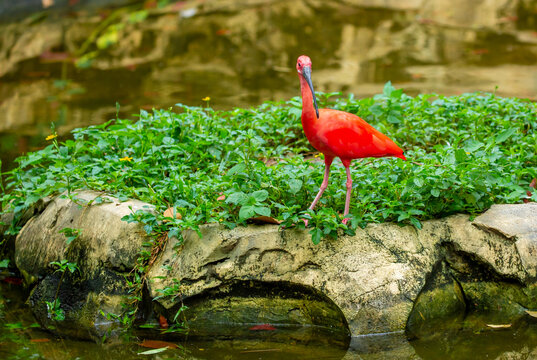 Scarlet ibis standing among lush green plants. Bright red tropical bird with a long curved beak, symbolizing exotic wildlife, biodiversity and tropical nature. Scarlet ibis, a rare red bird near water