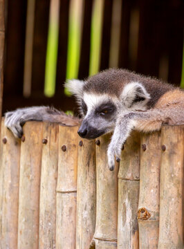 A ring-tailed lemur rests in a wooden house. These famous Madagascar primates have expressive faces. A close-up portrait of a lemur.