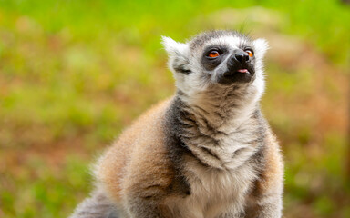 Ring-tailed lemur resting on a tree branch. Iconic Madagascar primate with a striped tail. Close-up of a lemur sitting in the trees. © Vera