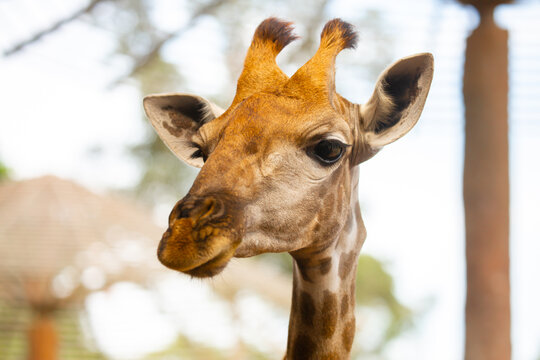 A close-up of a giraffe against a green backdrop. African safari, giraffe up close.