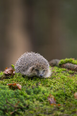 A cute European hedgehog (Erinaceus europaeus) walking on a lush green moss covered ground with dry autumn leaves in a forest. © Rudolf