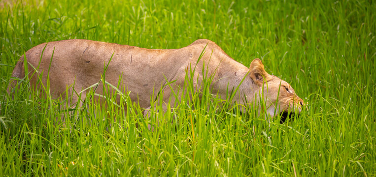 A close-up of a lioness against a backdrop of green grass. A majestic African lioness rests and observes the jungle. Powerful African wild animals in their natural habitat.