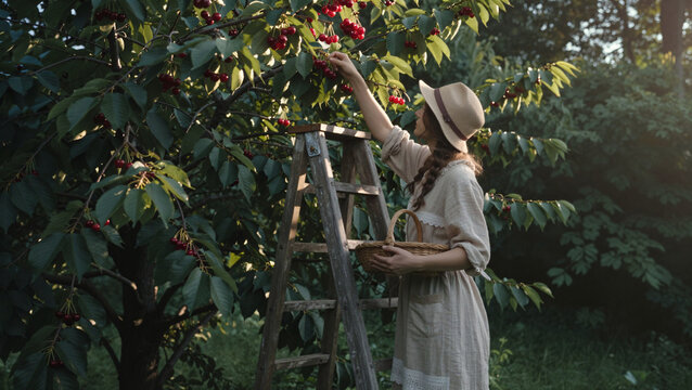 Woman picking fresh ripe cherries from a tree in orchard