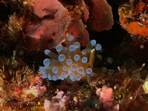 Antiopelle, limace de mer