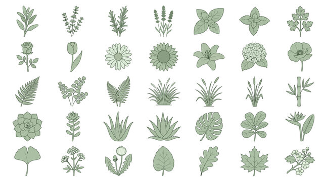Set of hand drawn botanical elements, herbs, flowers, leaves and plants