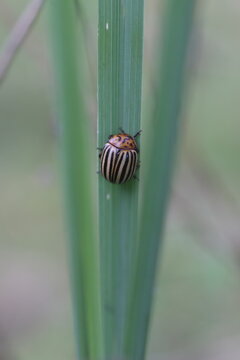 Colorado potato beetle on a green leaf