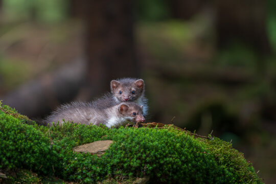 Two cute young beech marten kits (Martes foina) sitting on a lush green mossy ground in a summer forest.