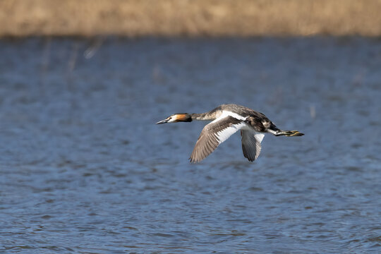 great crested grebe